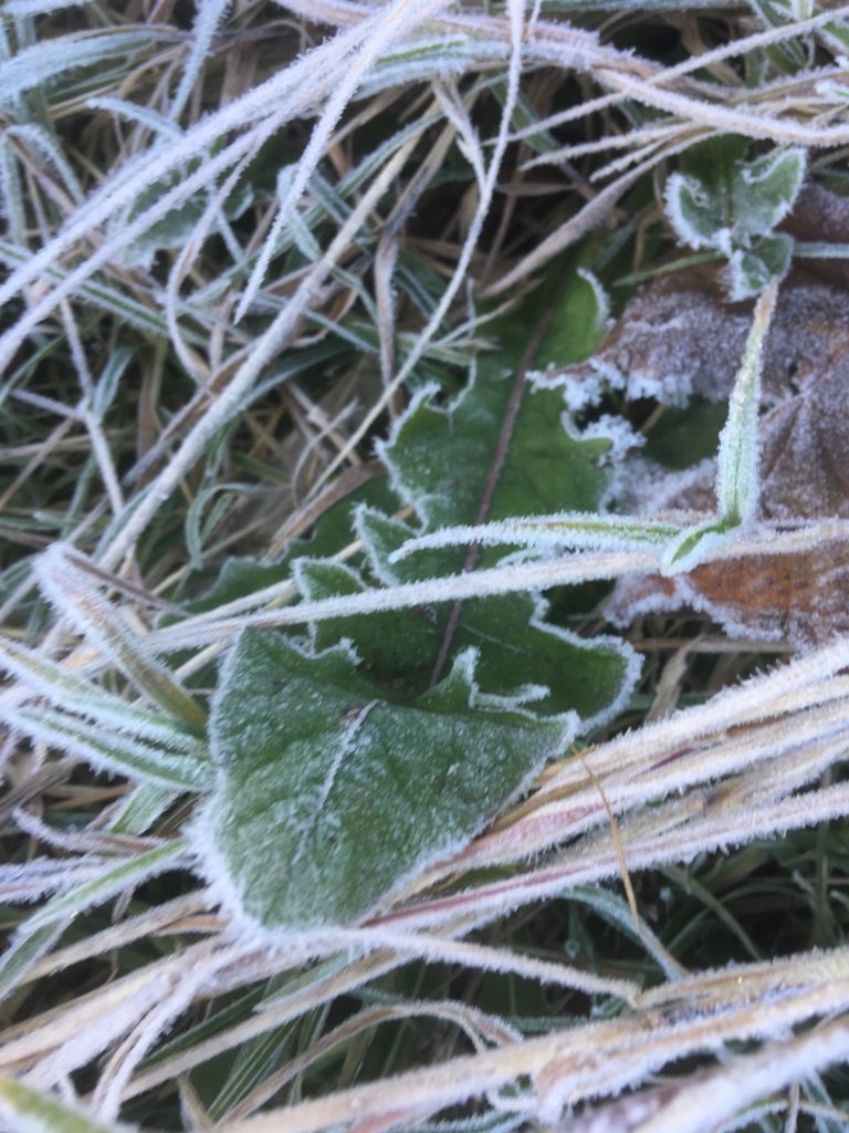 Frost