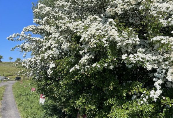 Sommer hilsen fra Bornholm